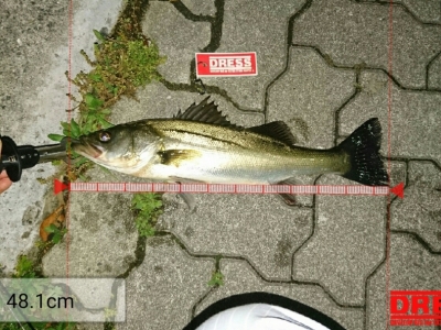 シーバス