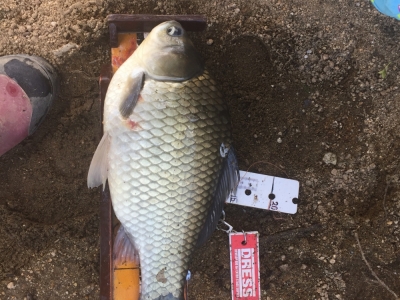 へら鮒45センチ