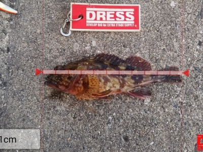 今の秋最初の魚