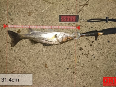 久々のチーバス