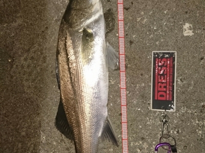 2バラシ1キャッチ