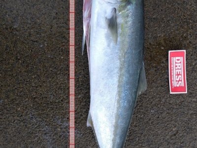 サワラが釣りたいのに