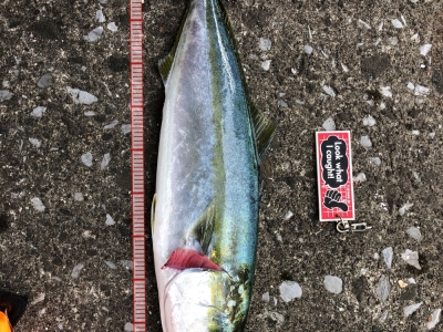 初青物
