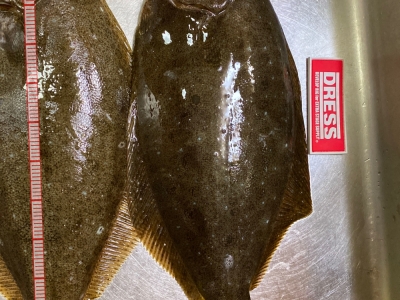 ヒラメ