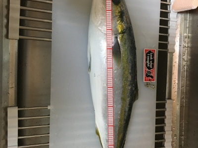 紀伊水道周辺