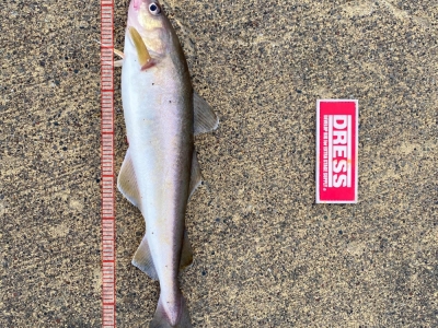 標津でコマイ釣り