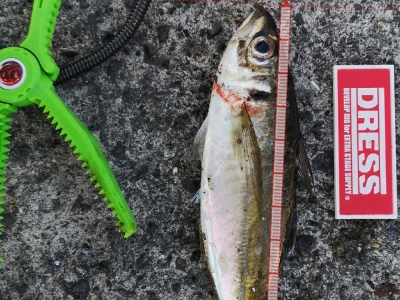 マズメアジング