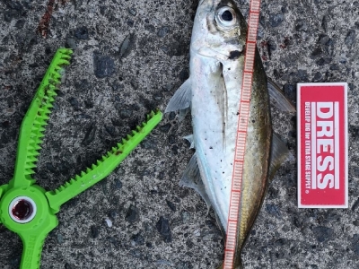 マズメアジング