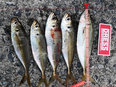 マズメアジング