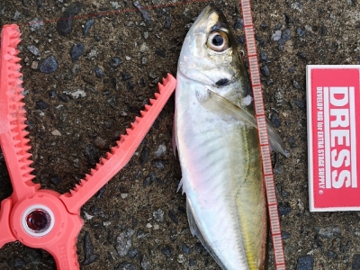 マズメアジング