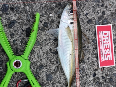 マズメアジング