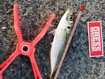 マズメアジング