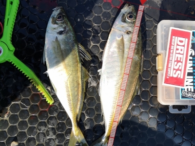 マズメアジング