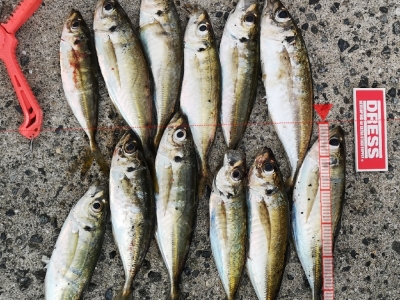 マズメアジング