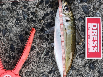 マズメアジング