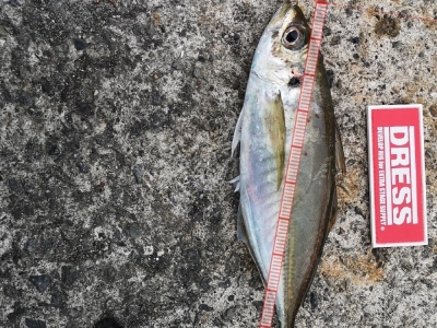 マズメアジング