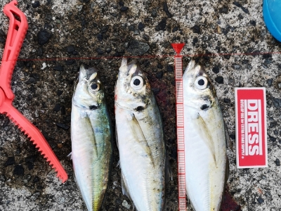 マズメアジング