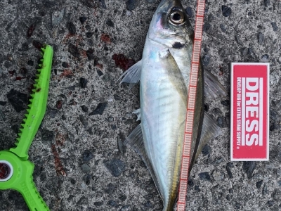 マズメアジング