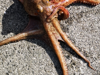 タコ