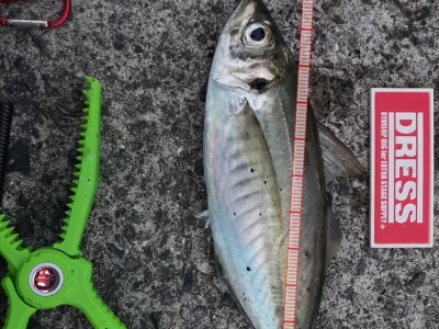 マズメアジング