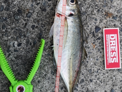 マズメアジング