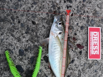 マズメアジング