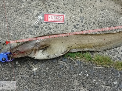 ナマズ釣り