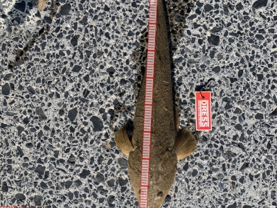 サーフ