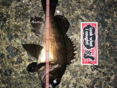 メバル