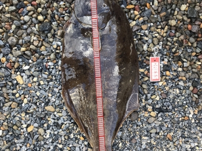 パワシャ5インチ