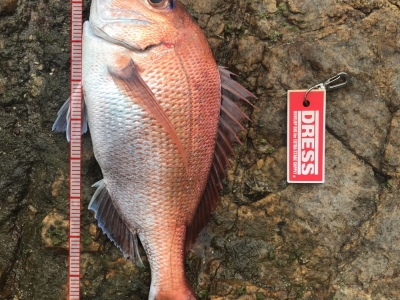 真鯛