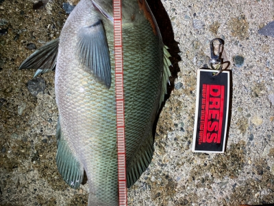 延べ竿390cmで夜釣り
