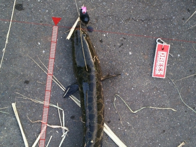 久しぶりの雷魚
