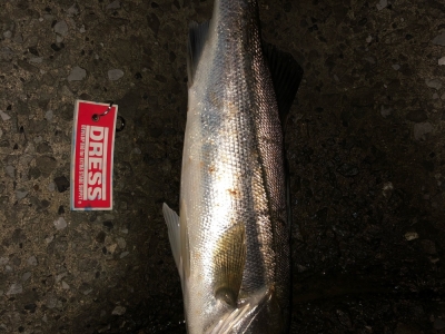 ローリングベイト