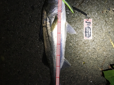 バラシた後の小粒