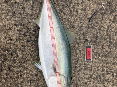 あと少しでブリ