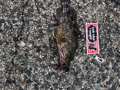 初投稿2