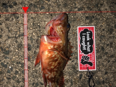 ガッシー君