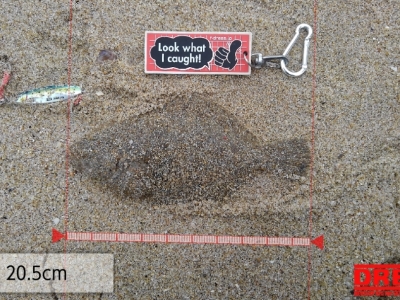 久しぶりのサーフ釣果